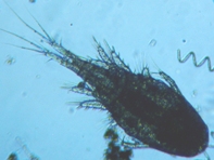 fig.01 �P���~�W���R