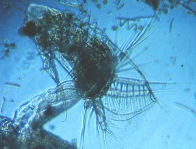 fig.02 �I�i�K�~�W���R�i�I�X���j