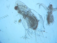 fig.03 �I�i�K�~�W���R�i���X���j