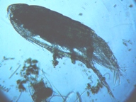 fig.04 �q�Q�i�K�P���~�W���R