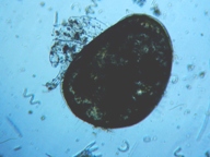 fig.05 �J�C�~�W���R��