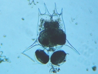 fig.06 �c�{�����V