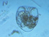 fig.07 �t�N�������V