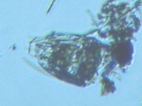 fig.08 �n�l�E�f�����V