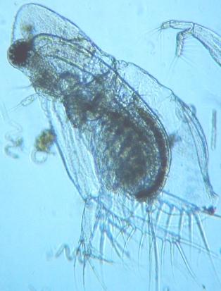 fig.02 ���v���̃I�i�K�~�W���R�i���X���j
Diaphanosoma (female ��)