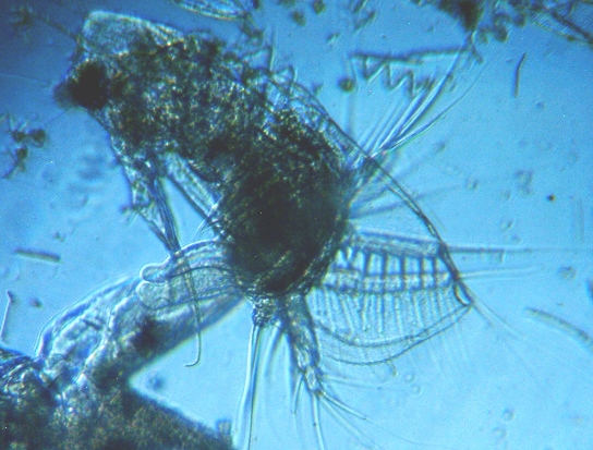 fig.01 ���v���̃I�i�K�~�W���R�i�I�X���j
Diaphanosoma (male ��)