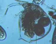 fig.01 �]�E�~�W���R