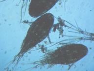 fig.02 �P���~�W���R