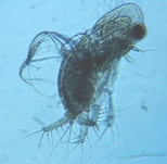 fig.03 �I�i�K�~�W���R�i���X���j