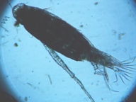 fig.04 �q�Q�i�K�P���~�W���R