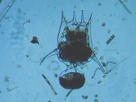 fig.06 �c�{�����V