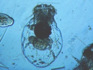 fig.07 �t�N�������V