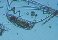 fig.08 �l�Y�~�����V