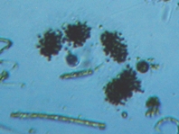 fig.09 �~�N���L�X�e�B�X�i�����j