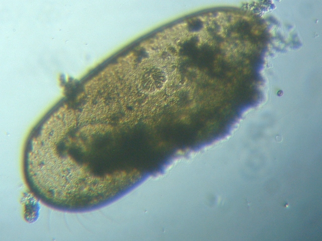 fig.01 �T�R�΂̃J�C�~�W���R
Darwinula stevensoni