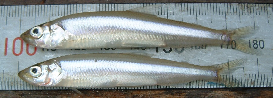 fig.01 �T�R�΂̃��J�T�M
�i�S���V�V�����`�W�R�����j