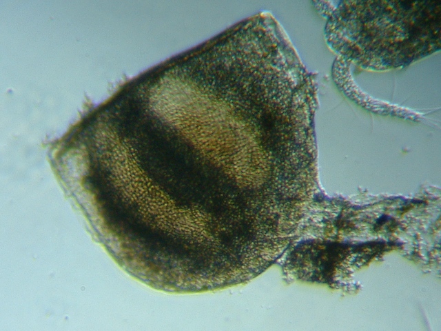 fig.01 �~�W���R�ڂ̑ϋv��