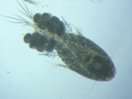 fig.01 �P���~�W���R�i���X�j