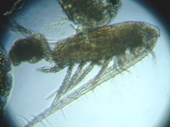 fig.02 �q�Q�i�K�P���~�W���R