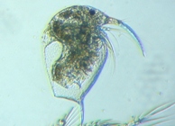 fig.03 �]�E�~�W���R