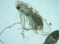 fig.04 �I�i�K�~�W���R