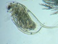 fig.06 �n���i�K�~�W���R�i�ۓ��j