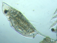 fig.07 �n���i�K�~�W���R�i�듪�j