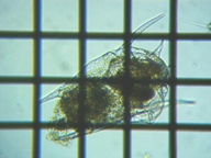 fig.10 �c�{�����V�i�ψٌ^�j