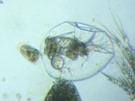 fig.11 �t�N�������V��