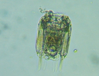 fig.12 �n�l�E�f�����V