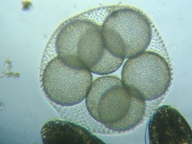 fig.16 �{���{�b�N�X