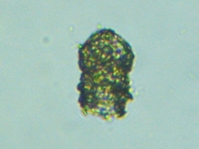 fig.17 �X�i�J�����V��