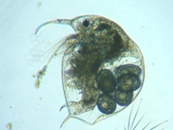 fig.02 �]�E�~�W���R