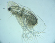 fig.03 �I�i�K�~�W���R