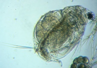 fig.04 �^�}�~�W���R��