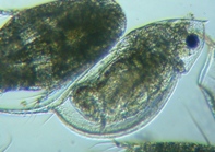 fig.06 �n���i�K�~�W���R�i�ۓ��j