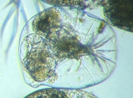 fig.08 �t�N�������V��