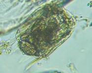 fig.09 �n�l�E�f�����V