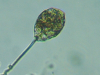 fig.12 �t�@�[�N�X��