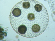 fig.13 �{���{�b�N�X