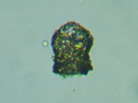 fig.14 �X�i�J�����V��