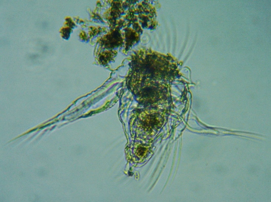 fig.01 ���v���̃~�W���R�����V
Hexarthra mira HUDSON,1871