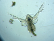 fig.02 �I�i�K�~�W���R