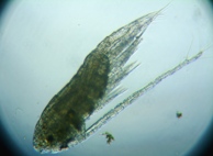 fig.03 �q�Q�i�K�P���~�W���R