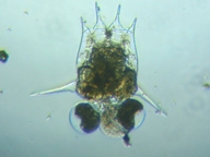 fig.04 �c�{�����V