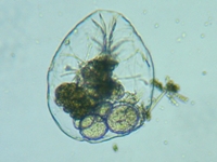 fig.05 �t�N�������V