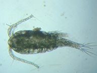 fig.01 �P���~�W���R