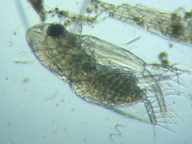 fig.02 �I�i�K�~�W���R�i���X���j