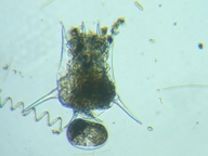 fig.03 �c�{�����V