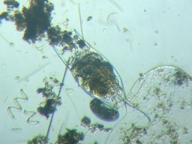 fig.05 �c�m�����V